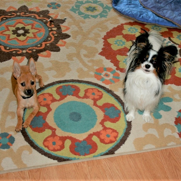 Meet your Posher, Darcy - Picture 2 of 6